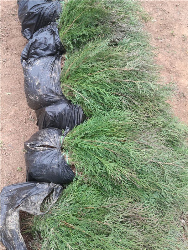 侧柏树多少钱一株 侧柏苗价格 侧柏苗哪里