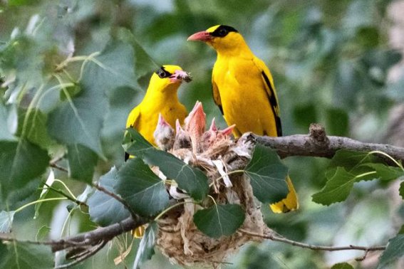 niao拼音的所有汉字