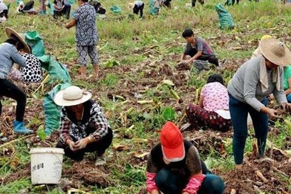安徽农户芋头遭大批村民捡拾，警车鸣笛怒吼驱赶无效，村民的举动有多恶劣？