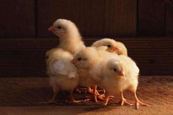 杂志发“熟蛋返生”论文，负责人辞职，你知道这是哪家杂志吗？