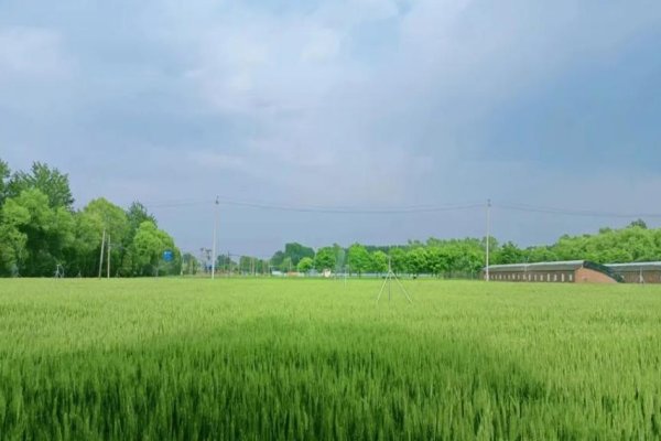 怎样描写下雨天前、中、后的情景呢？