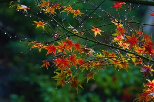 “一场秋雨，一场寒”有什么科学依据吗？