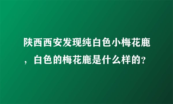 陕西西安发现纯白色小梅花鹿，白色的梅花鹿是什么样的？