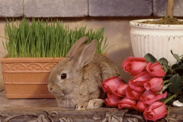 兔子与黑豹的共生关系