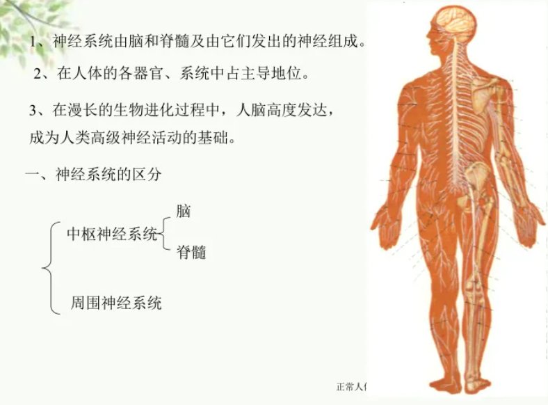 怎样认识正常人体结构学