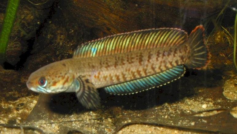 请问这是什么鱼？体形不大，肉食性的，会在地上用鱼鳍扒地跑。。