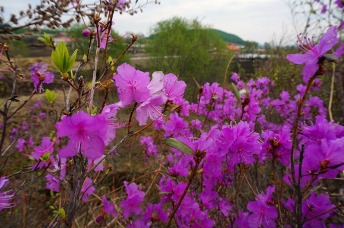 小村春色的介绍