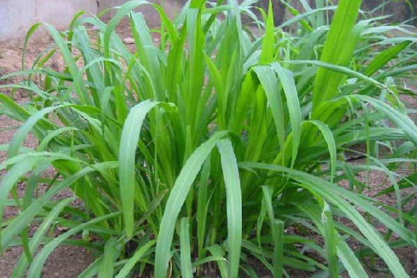 牧草王是什么品种