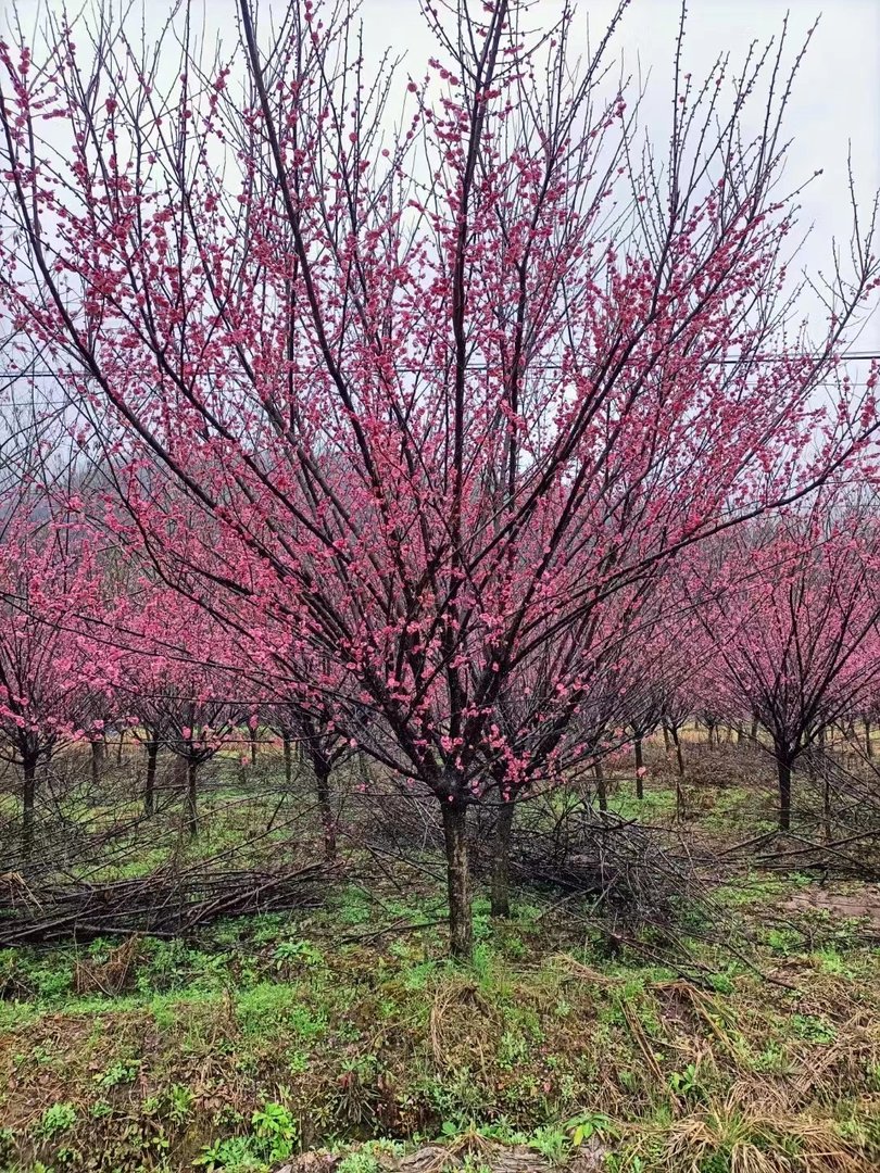 梅花有没有叶子？
