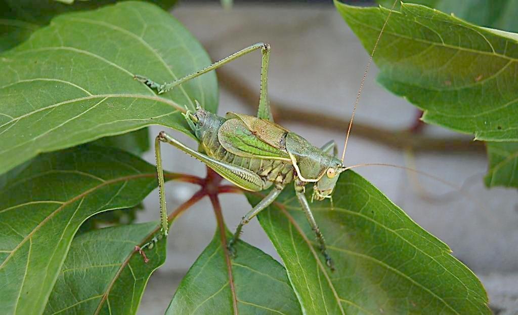 蝈蝈和蟋蟀有什么区别吗？