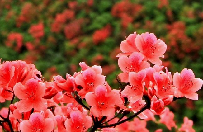 《山丹丹开花红艳艳》歌词