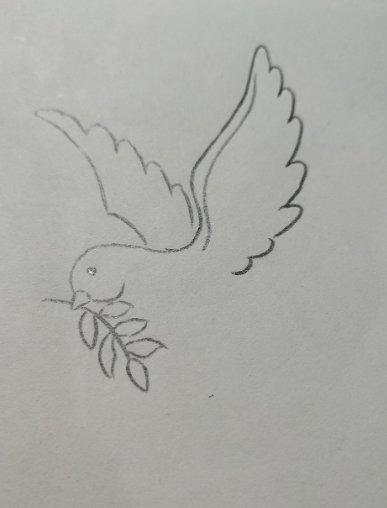 一只和平鸽的画法