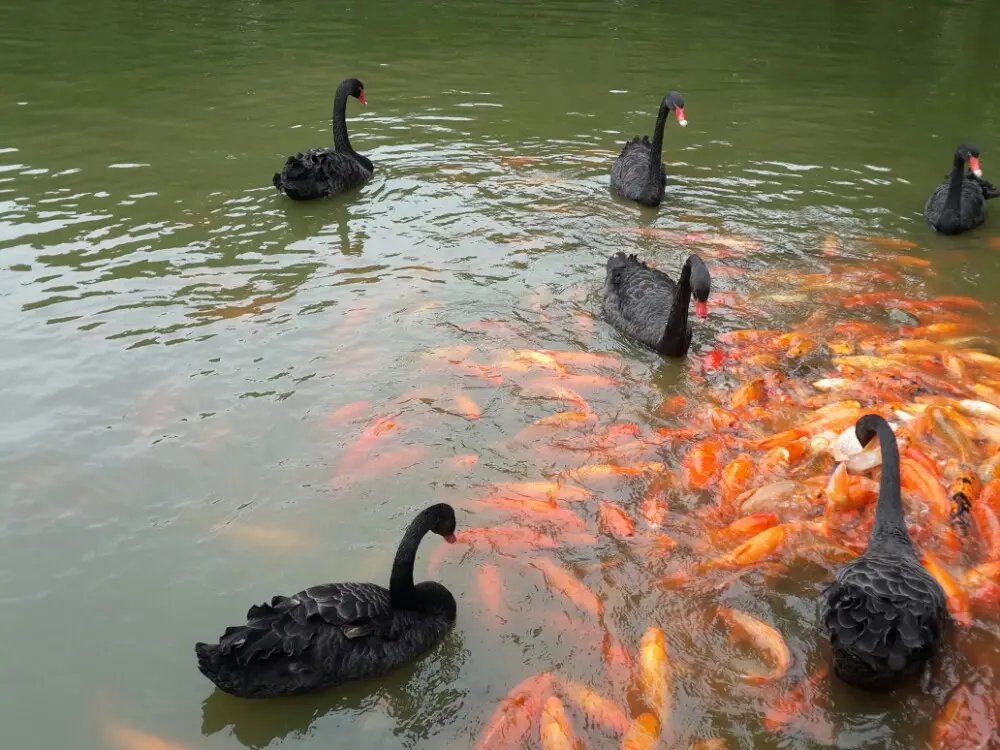 现实版疯狂动物城！南宁动物园回应“不正经”动物，专家对此是如何解读的？