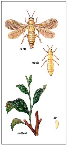 茶黄蓟马的形态特征