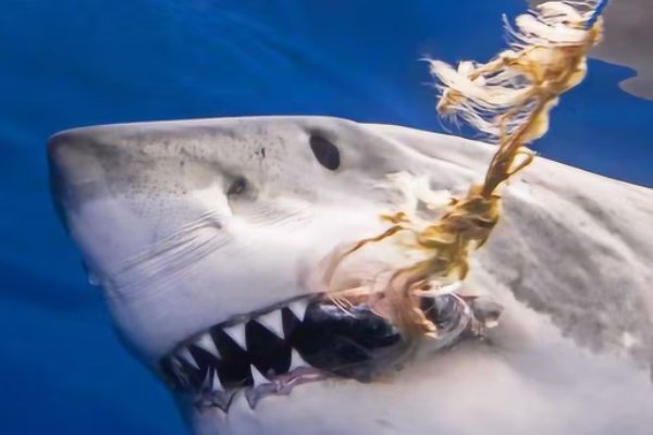 最好看的鲨鱼电影