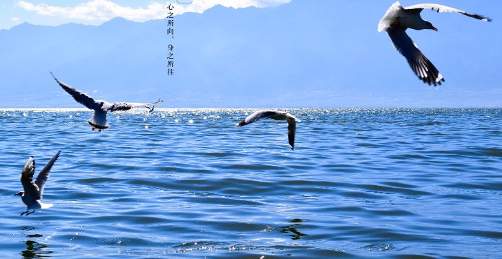 心之所向，是什么意思？