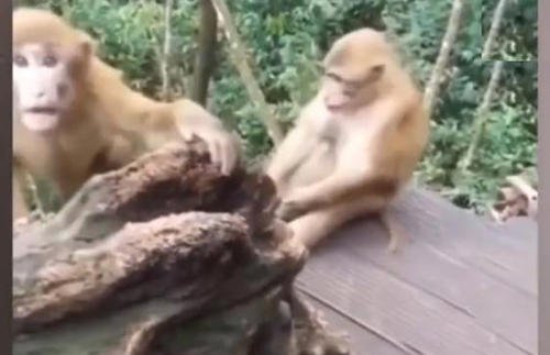 两只猴子接吻被拍后反应如何？