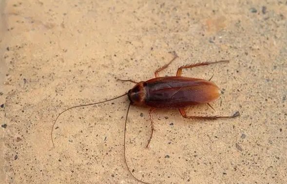 我国首次截获全球新物种蜚蠊，这种生物如果引进对我国的生态环境有何影响？