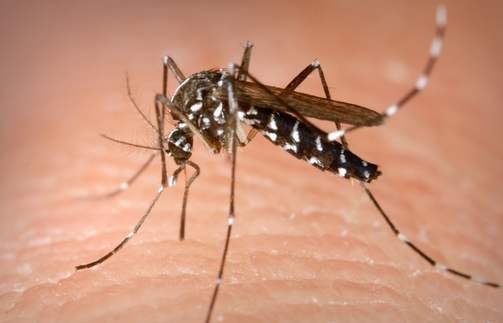 夏天蚊子总喜欢咬自己,是什么原因?