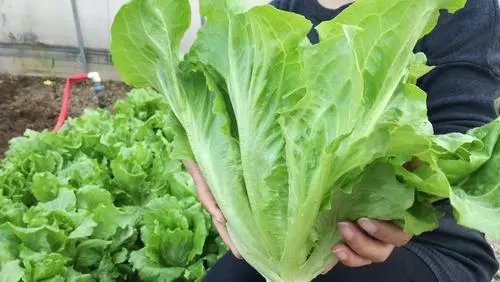 韩国一捆生菜234元，为何当地蔬菜价格如此之高？