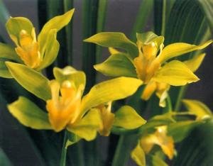 黄蝉兰的产地生境