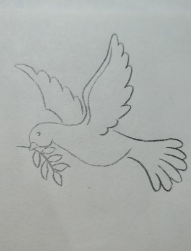一只和平鸽的画法