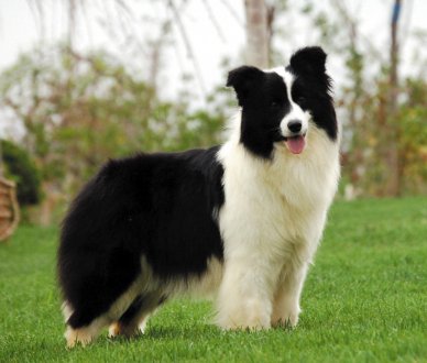 边境牧羊犬好养吗?