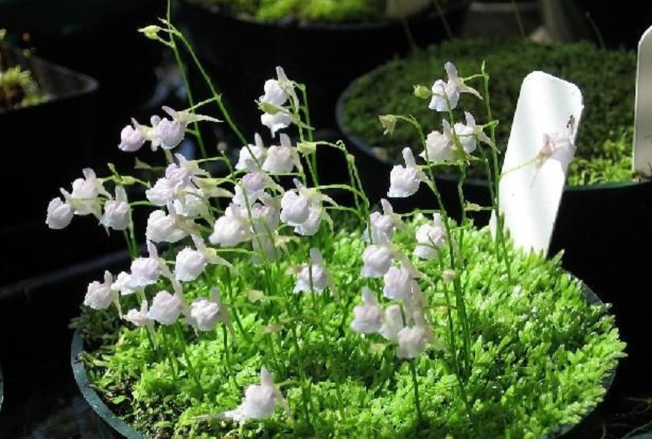 语文课代表的兔子好软好多水是指？