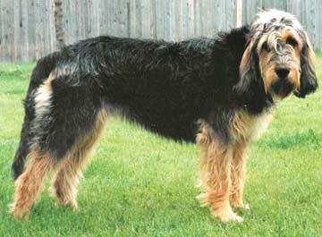 兰伯格獒犬的营养