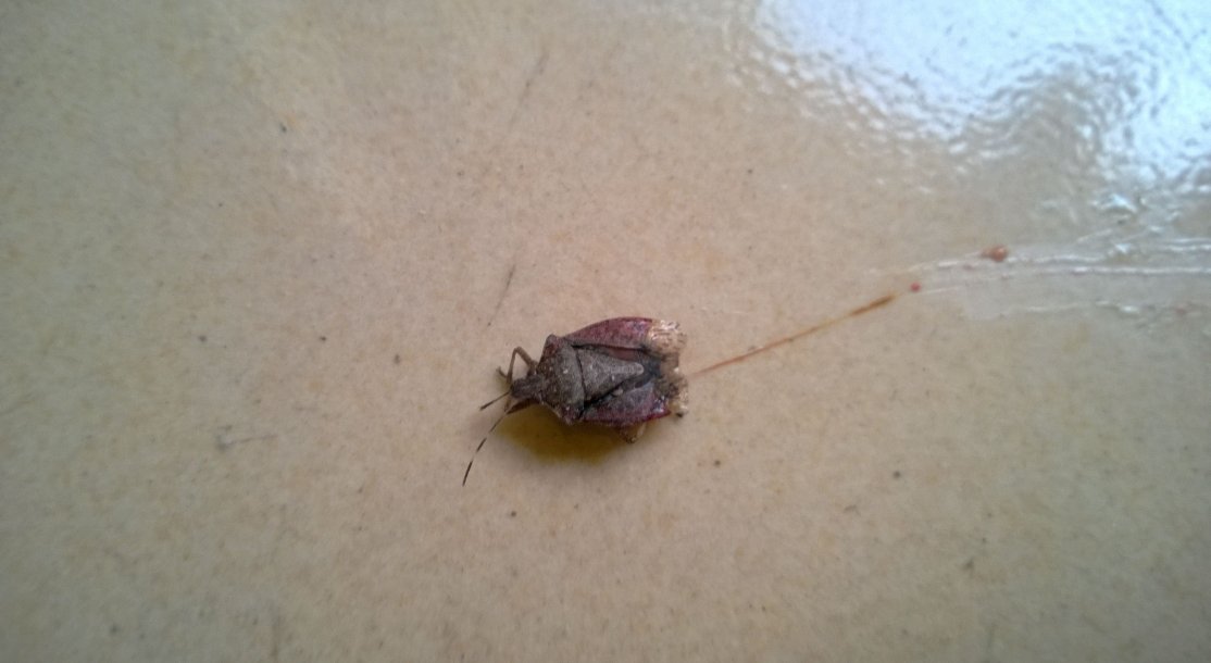 臭虫的天敌是什么?