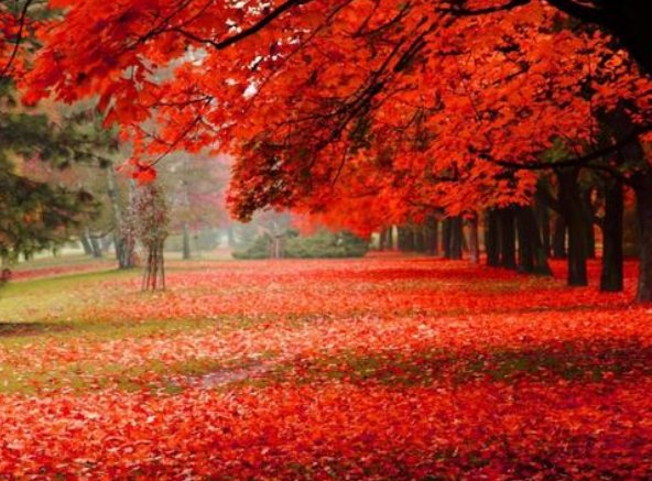 枫歌词是什么？