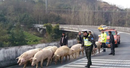 惠州一运猪车侧翻：40多头猪“大闹”高速！这些猪当时的状态如何？