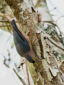绒额鳾的繁殖方式