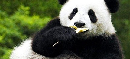 给大熊猫当铲屎官要求肱二头肌发达，为什么会有这样的要求？