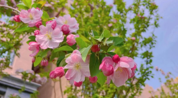 知否知否应是绿肥红瘦这里的红瘦指的是什么花