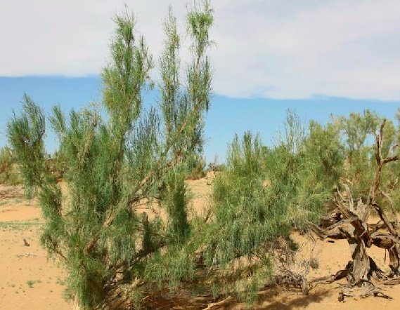 世界上寿命最短的种子是？