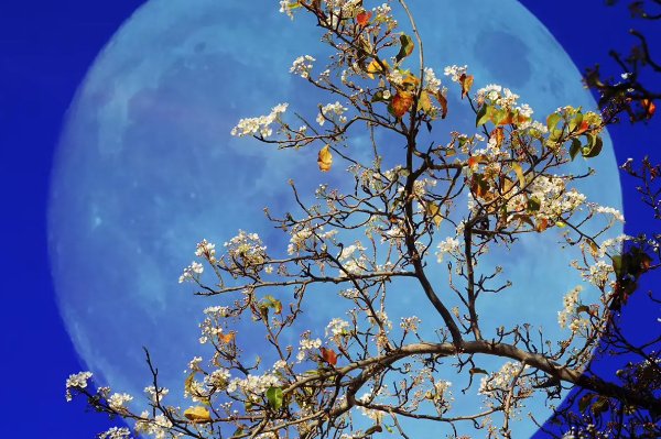 月坠花折什么意思