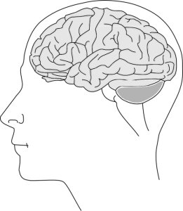 什么是智力,智力包括哪些内容?