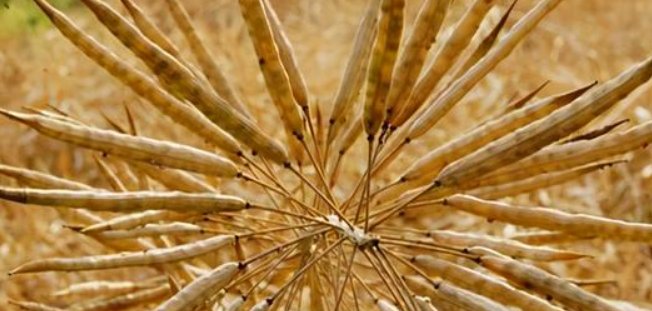 植物传播方法100种短句