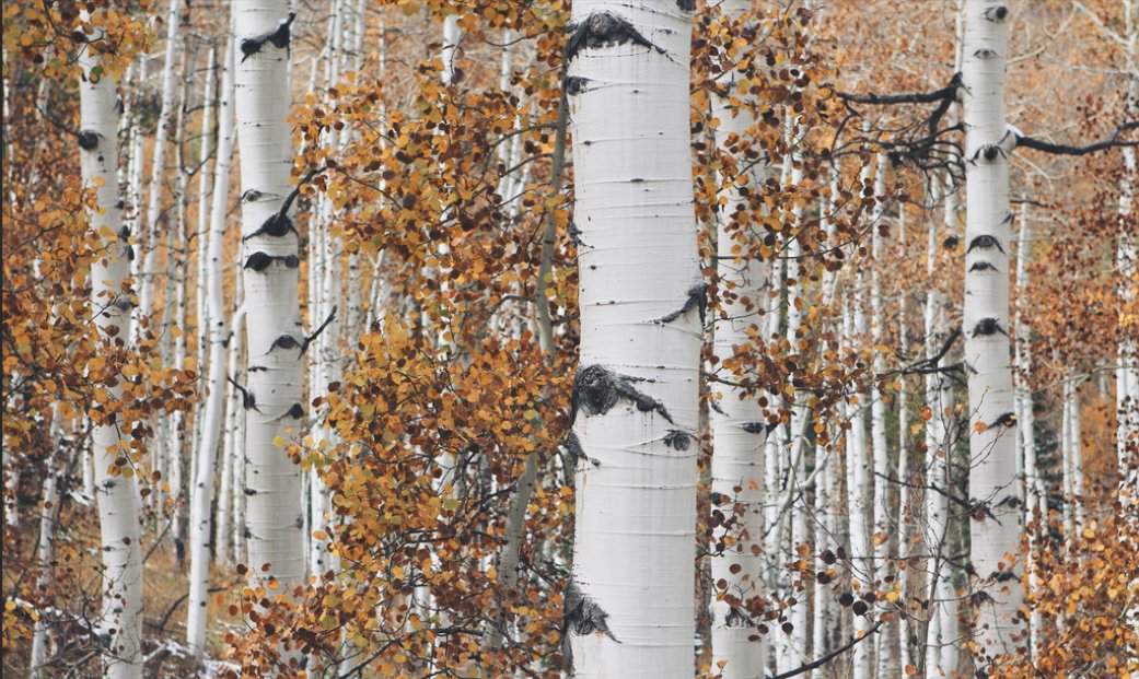 birch的中文意思