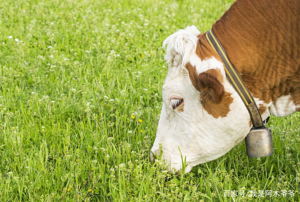 农村俗语“老牛吃嫩草”,下半句是什么呢?