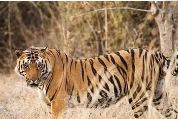 在吉林，深夜路遇东北虎隔车窗与人对视，不幸遇到猛兽袭击应该如何自救？