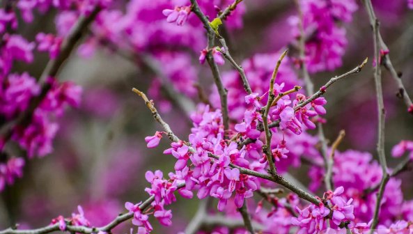 形容春天花朵绽放的美句有哪些？