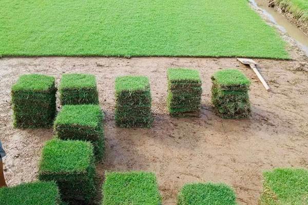 草皮多少钱一平方