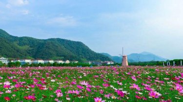 compare with的区别是什么意思?