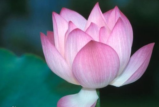 请问“色即是空”是什么意思？