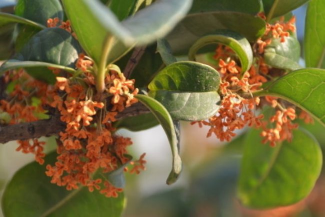 桂花树的各个种类介绍及图片谁可以告诉我？