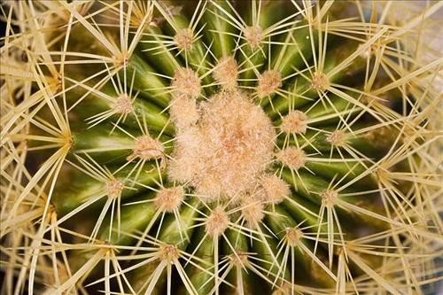 仙人掌生存为什么不需要水？