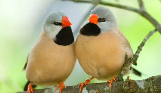 天上飞的动物有哪些？