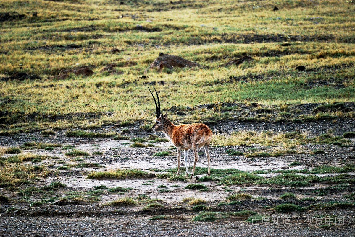 西宁去拉萨的哪一个火车在路上欣赏到的风景最美?